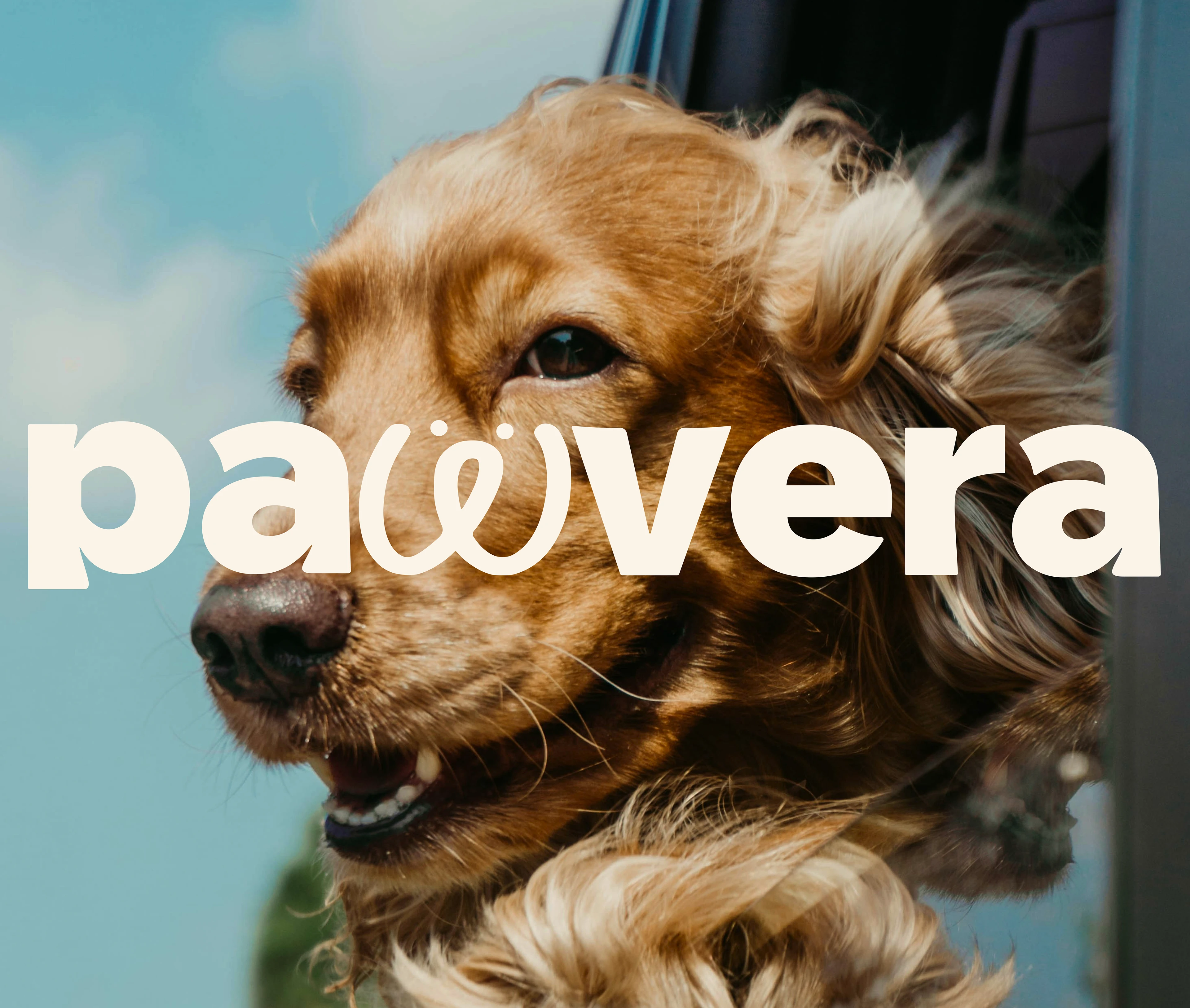 Pawvera — Pitch Deck Design